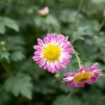 Embracing the Marvels of Mindfulness