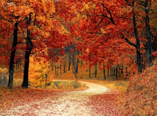 red leaf trees near the road