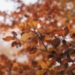 Autumn: A Season of Transformation and Renewal